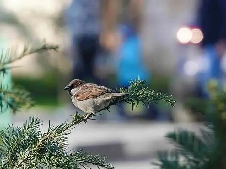 Swahili Sparrow